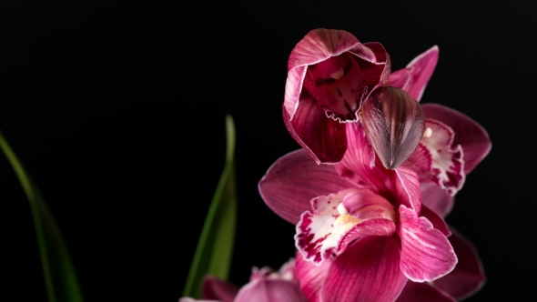 Cymbidium Orchid Flowers with Leaves Isolated on Black Background