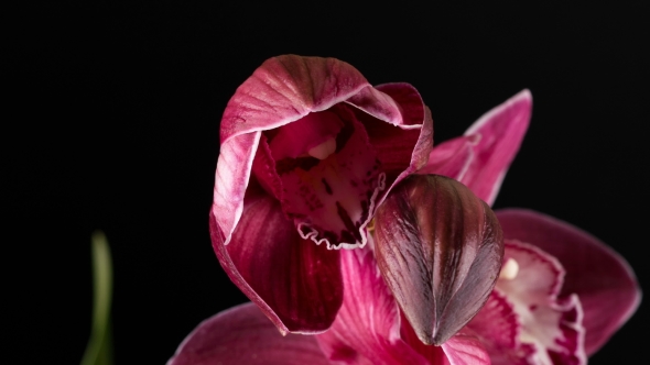 Cymbidium Orchid Flowers with Leaves Isolated on Black Background