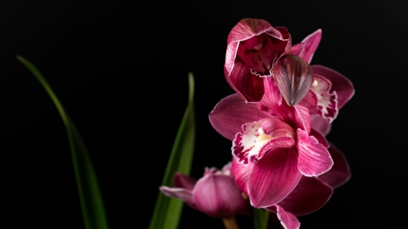 Cymbidium Orchid Flowers with Leaves Isolated on Black Background