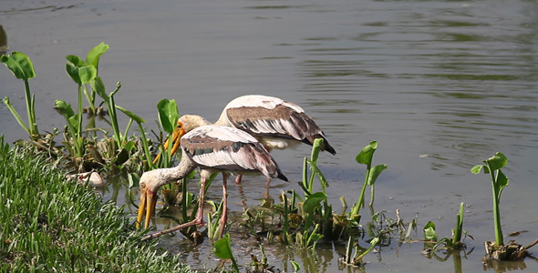 Painted Storks Fishing In A Pool