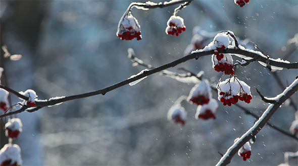 Snowy Ashberry