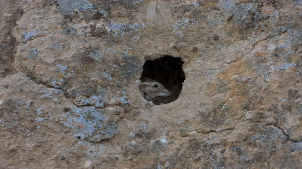 Small Gray Brown Bird and Little Birdhouse Nest in The Hole of The Rock Wall