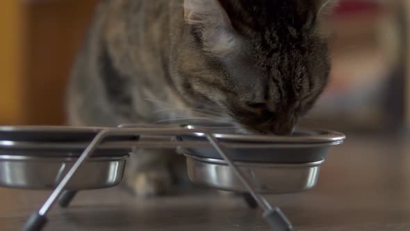 A Female Cat Eating Dry Food From Metal Dish