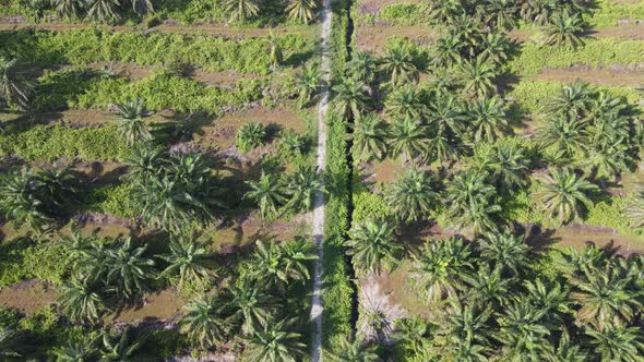 Aerial View of The Palm Oil Estates