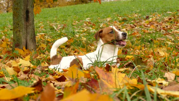 Beautiful Terrier Puppy Outdoors in Park