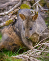 Tasmanian Pademelon - PhotoDune Item for Sale