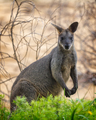 swamp wallaby - PhotoDune Item for Sale