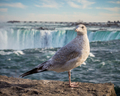 ring billed gull - PhotoDune Item for Sale