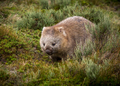bare nosed wombat - PhotoDune Item for Sale