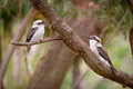 two kookaburras - PhotoDune Item for Sale