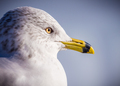 ring billed gull - PhotoDune Item for Sale