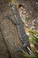 Lace monitor - PhotoDune Item for Sale