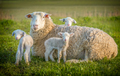 sheep and 3 lambs - PhotoDune Item for Sale