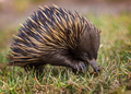 A short-beaked echidna (Tachyglossus aculeatus) walking on the g - PhotoDune Item for Sale
