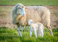 sheep and lamb 2 - PhotoDune Item for Sale