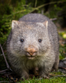 baby bare nosed wombat - PhotoDune Item for Sale
