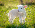 little lamb - PhotoDune Item for Sale