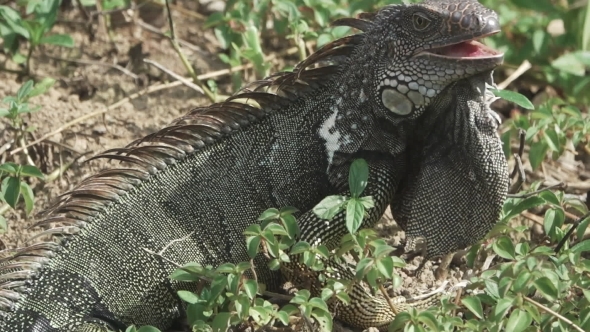 Green Iguana (Iguana Iguana) Opens Mouth and Looks at Camera