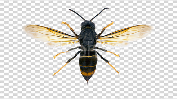 Wasp