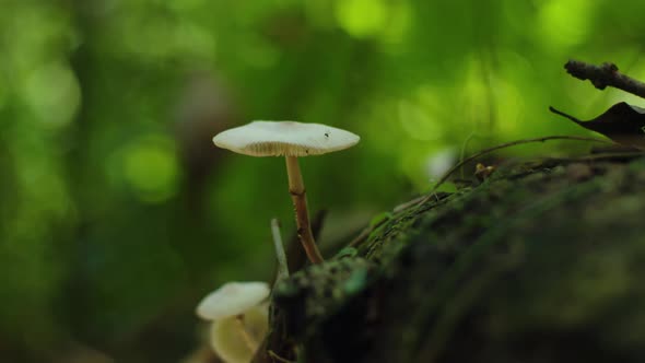 Forest Mushroom Macro 4