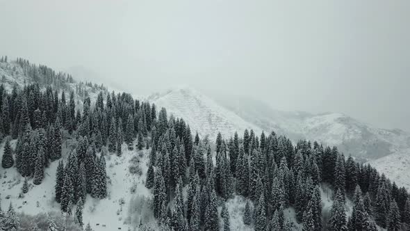 The winter forest in the mountains is covered with fresh snow, Snow falls in the forest