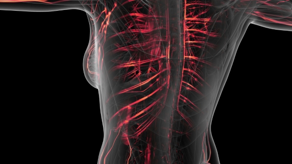 Human Body with Glow Blood Vessels alt
