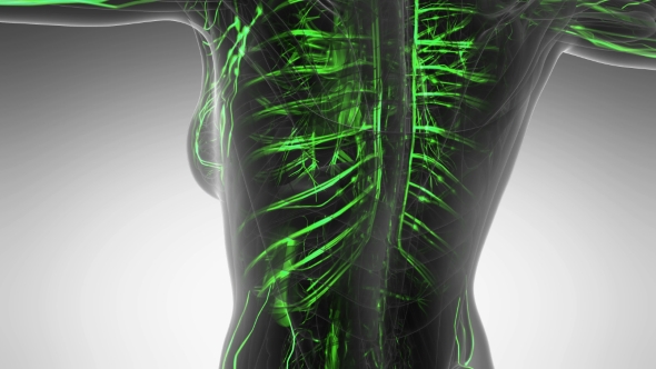 Human Body with Glow Blood Vessels alt