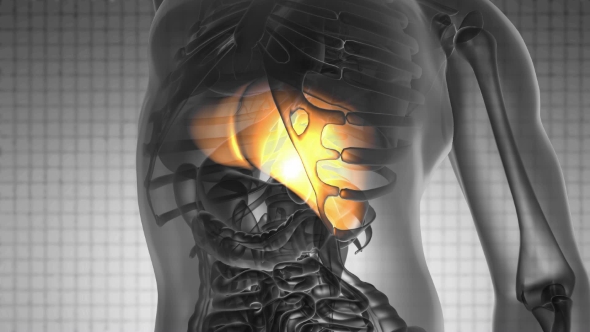 Anatomy Scan of Human Liver alt