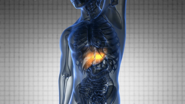 Anatomy Scan of Human Liver alt