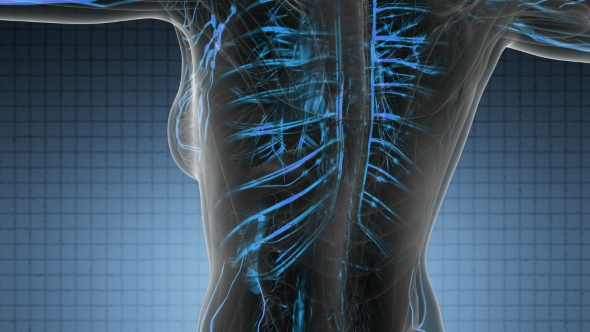 Human Body with Glow Blood Vessels alt