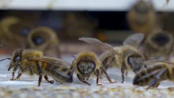 Super Macro shot showing swarm of bees in beehive apiary working together,4K