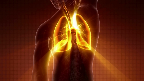 Human Body with Visible Lungs alt