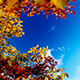 Through Autumn Trees Into Sky - VideoHive Item for Sale