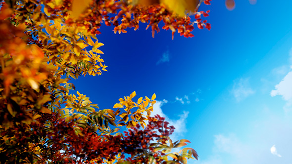 Through Autumn Trees Into Sky