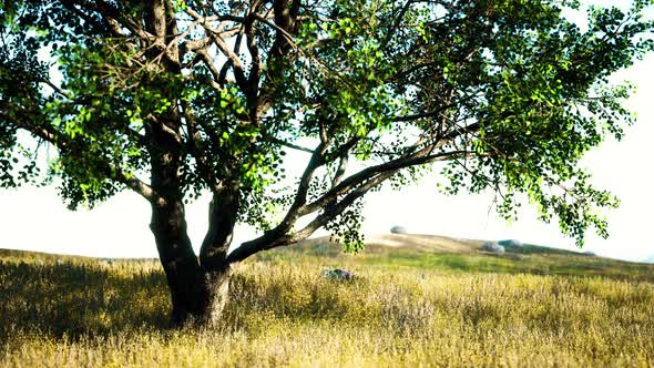 Landscape with a Hill and a Single Tree at Sunrise with Warm Light