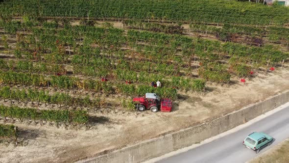 Farmer Harvesting Agriculture Vineyard Field, Red Wine Grapes Viticulture