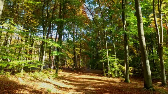 Breathtaking autumn forest in sunny day with sunbeam, Poland