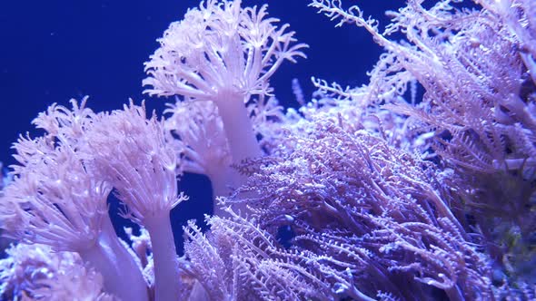 Soft Corals in Aquarium. Closeup Anthelia and Euphyllia Corals in Clean Blue Water. Marine