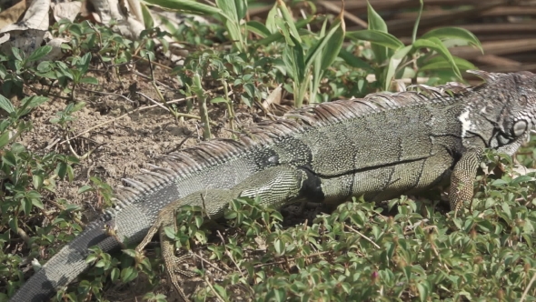 Green Iguana (Iguana Iguana) Escaping in Super