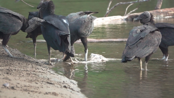 Flock of Black Vultures (Coragyps Atratus) Fighting for Food