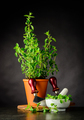 Green Oregano with Herb Chopper - PhotoDune Item for Sale