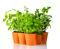 Green Herbs Growing in Pottery Pots on White Background - PhotoDune Item for Sale