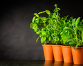 Green Herbs Growing With Copy Space Area - PhotoDune Item for Sale