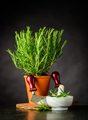 Rosemary Herb with Mezzaluna and Pestle and Mortar - PhotoDune Item for Sale