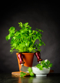 Fresh Parsley Growing in Pot with Mezzaluna in Stil Life - PhotoDune Item for Sale