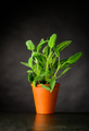 Sage Plant Growing in Pot - PhotoDune Item for Sale