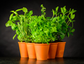 Culinary Herbs in Pottery Pots on Dark Background - PhotoDune Item for Sale