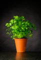 Parsley Growing in a Pottery Pot - PhotoDune Item for Sale