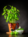 Basil Herb with Herb Chopper - PhotoDune Item for Sale