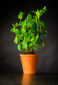 Mint Plant in Pottery Pot - PhotoDune Item for Sale